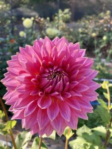 clacks dahlia patch myrtle creek 50