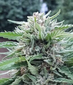 oregon fresh connection harrisburg 314