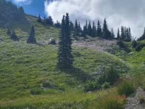 whole foods market floral lake oswego 65